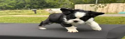 French Bulldog dogs for sale: Kung Fu Panda - Ad 4