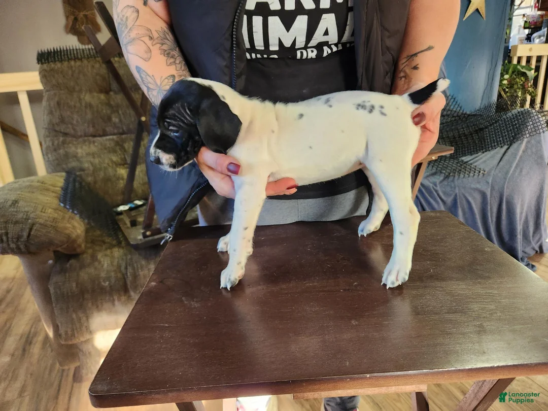 German Shorthaired Pointer dogs for sale: German Shorthaired Pointer 2 - Ad 2