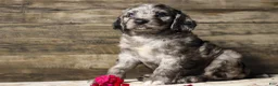 Mixed Breed dogs for sale: Masso - Ad 2