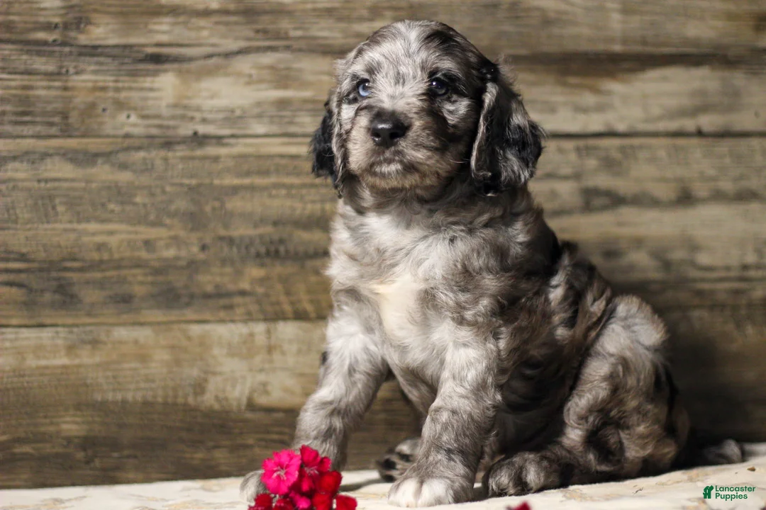 Mixed Breed dogs for sale: Masso - Ad 2