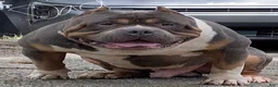 American Bully dogs for sale: American Bully 1 - Ad 4