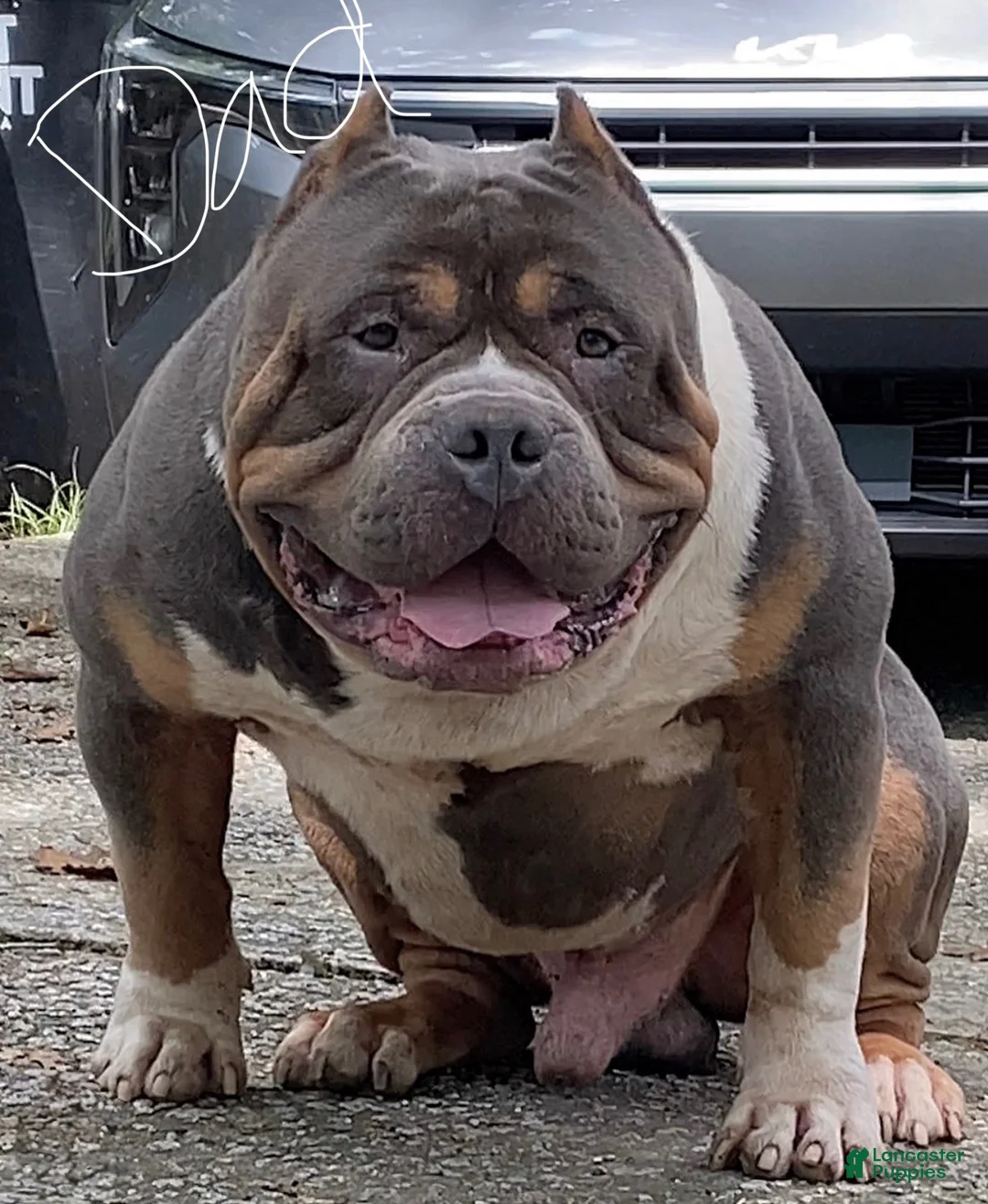 American Bully dogs for sale: American Bully 1 - Ad 4