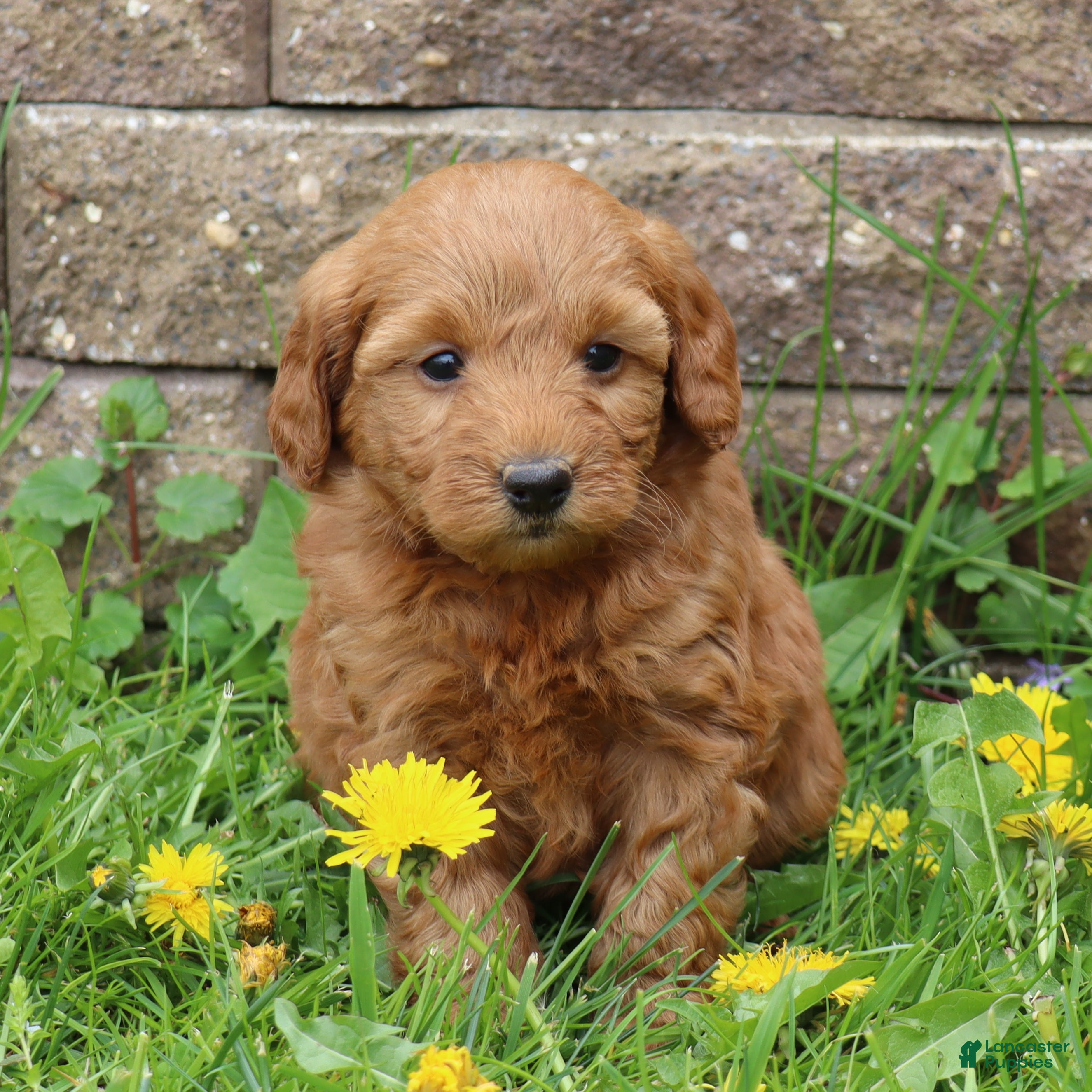 Mini Goldendoodle dogs Betsy - Ad 2