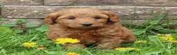 Mini Goldendoodle dogs for sale: Betsy - Ad 2