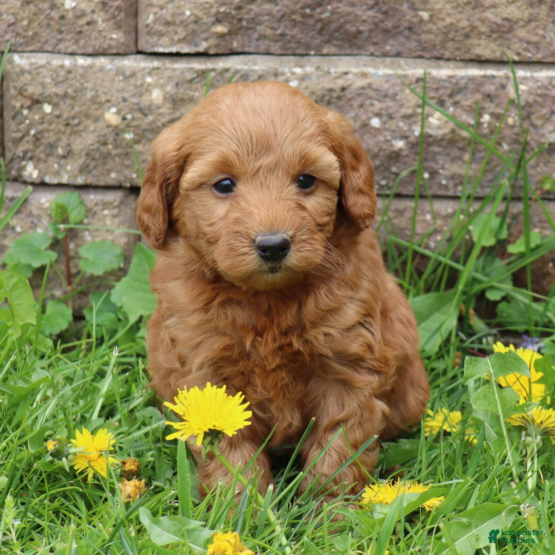 Mini Goldendoodle dogs for sale: Betsy - Ad 2