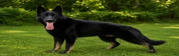 German Shepherd dogs for sale: Bady - Ad 1