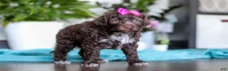 Portuguese Water Dog dogs for sale: Missy - Ad 2