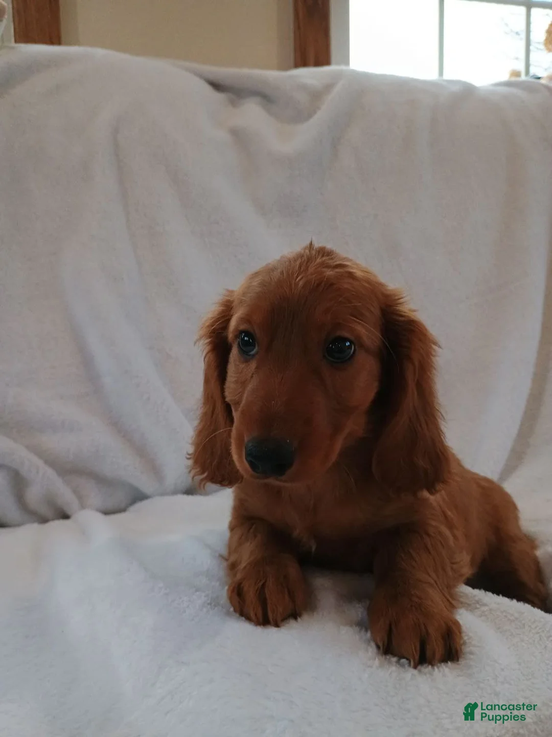 Miniature Dachshund dogs for sale: Sammy  - Ad 3