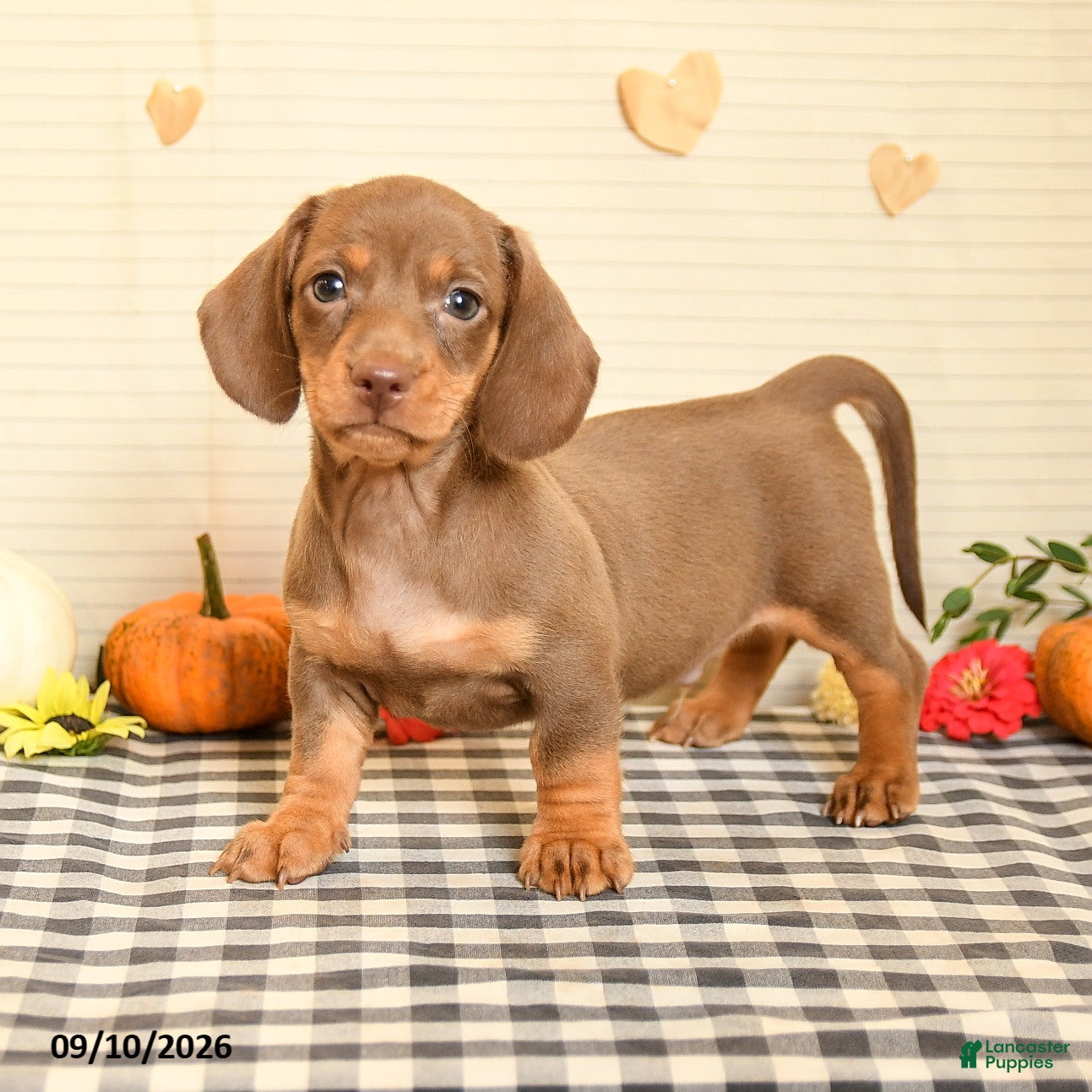 Miniature Dachshund dogs Milton - Ad 2