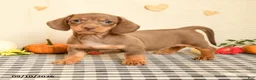 Miniature Dachshund dogs for sale: Milton - Ad 2