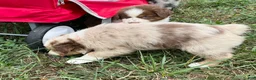 Australian Shepherd dogs for sale: Tyler - Ad 5