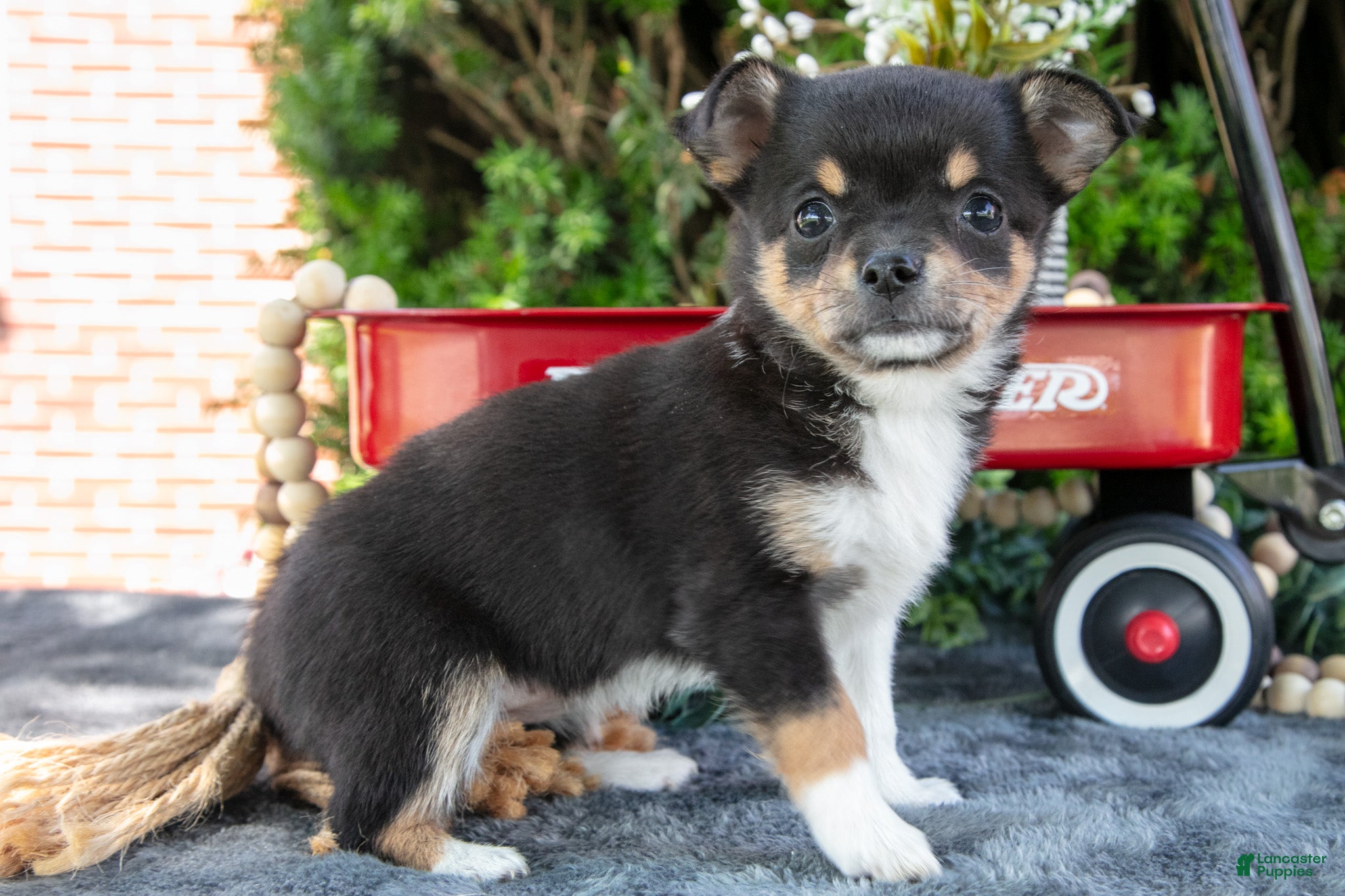 Chihuahua dogs Poppy - Ad 2