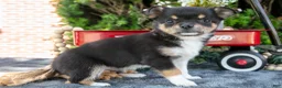 Chihuahua dogs for sale: Poppy - Ad 2