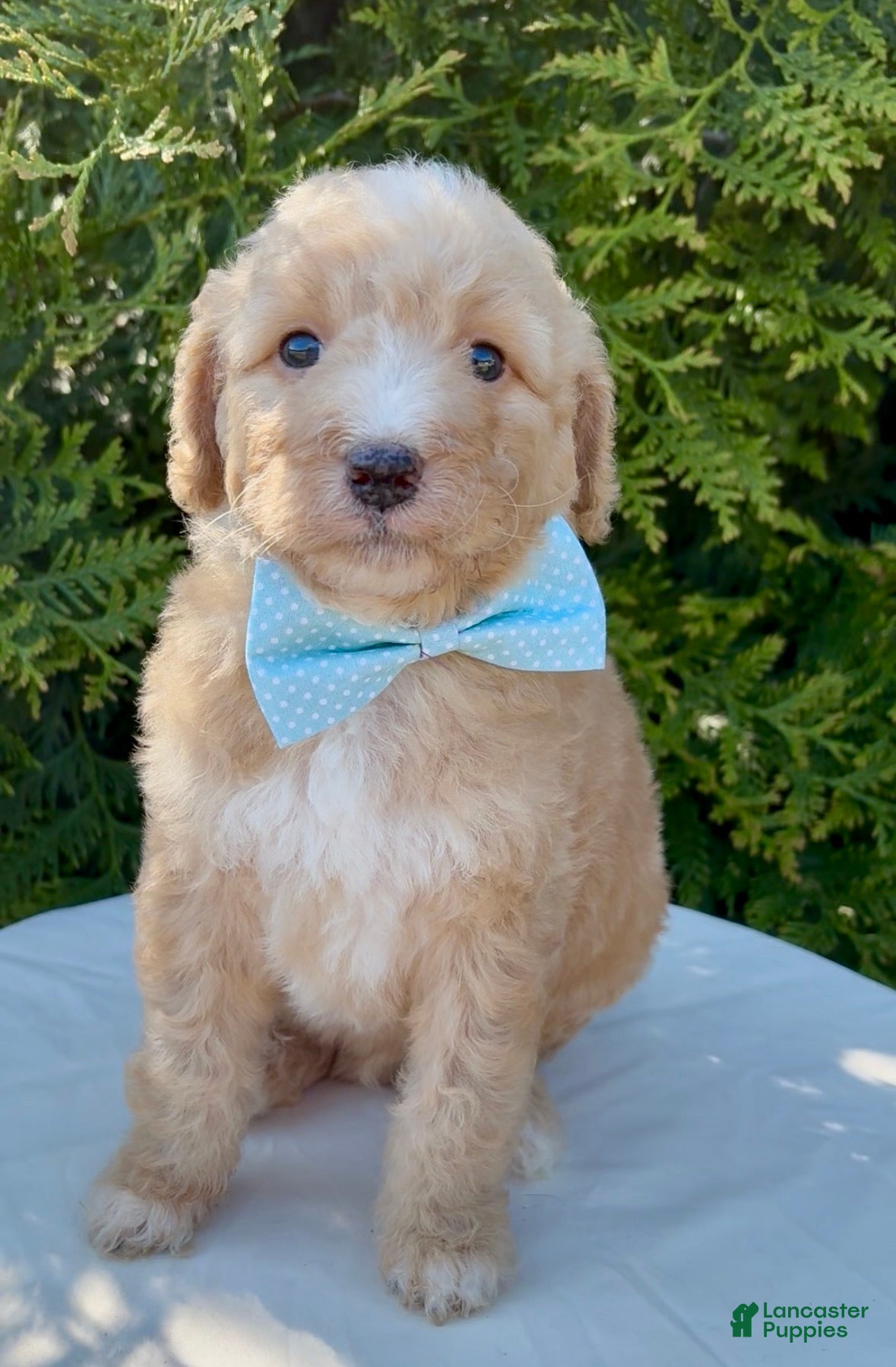 Aussiedoodle dogs Aussiedoodle Puppy 1 - Ad 8
