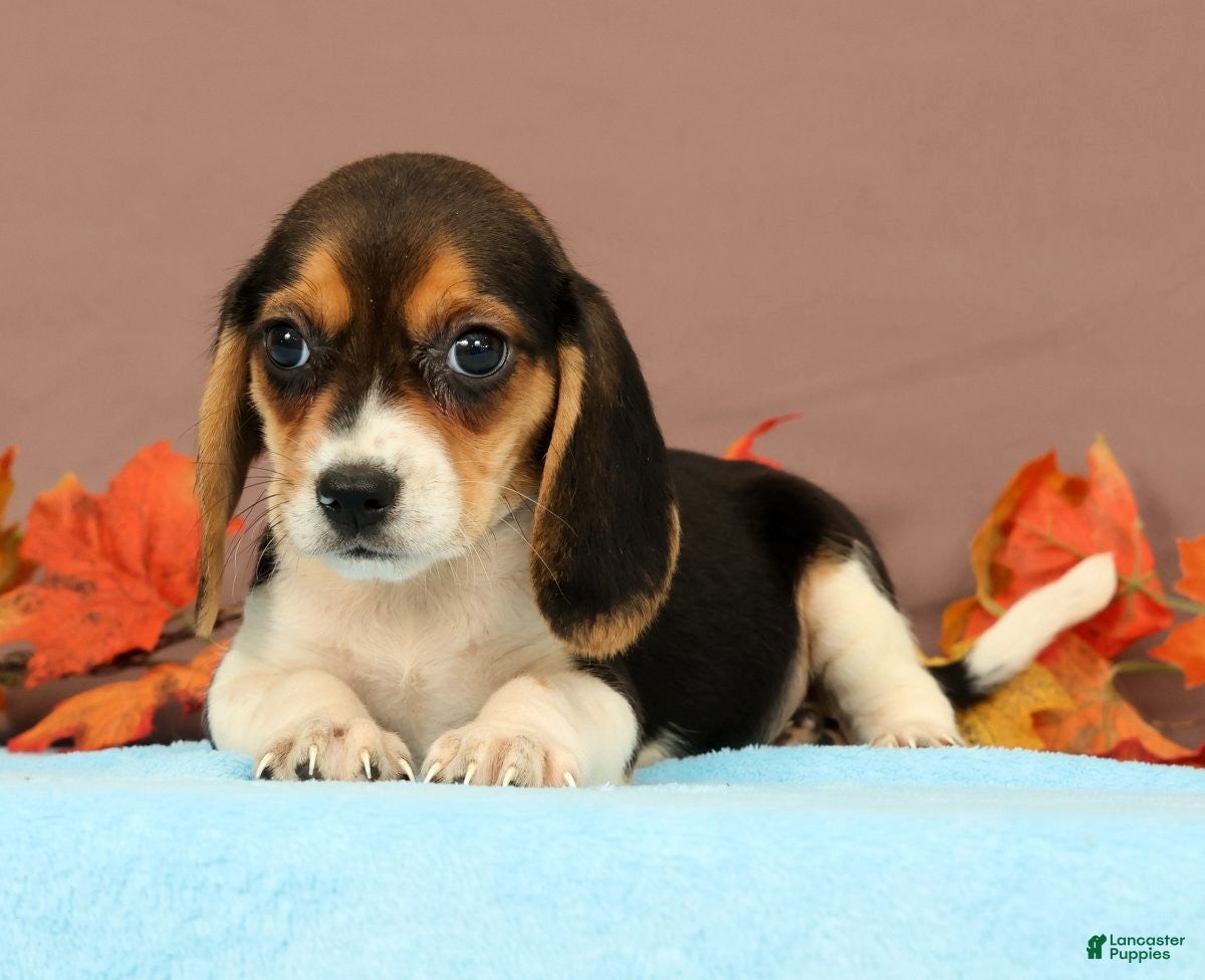 Beagle dogs Debbie - Ad 1