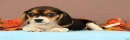 Beagle dogs for sale: Debbie - Ad 1