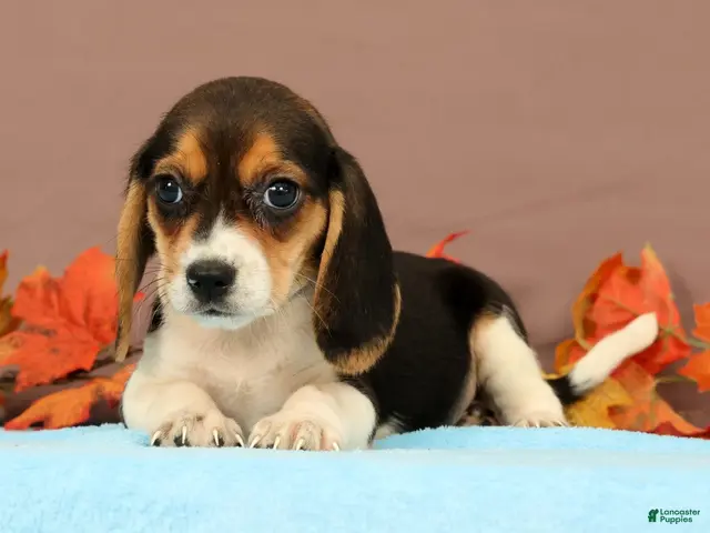 Beagle dogs for sale: Debbie - Ad 1