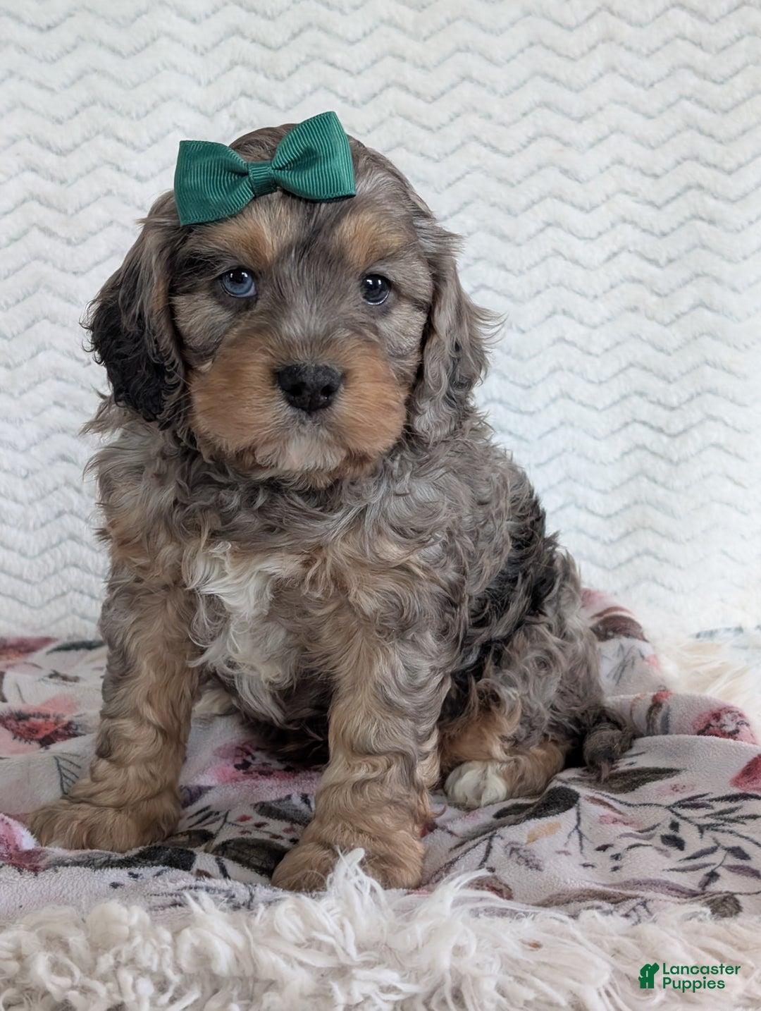 Cavapoo dogs for sale: Mickie - Ad 7