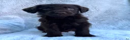 Labradoodle dogs for sale: Oliver - Ad 3