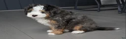 Mini Bernedoodle dogs for sale: Jax F1b - Ad 3