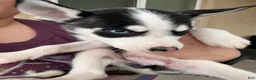 Pitsky dogs for sale: Pitsky 3 - Ad 3