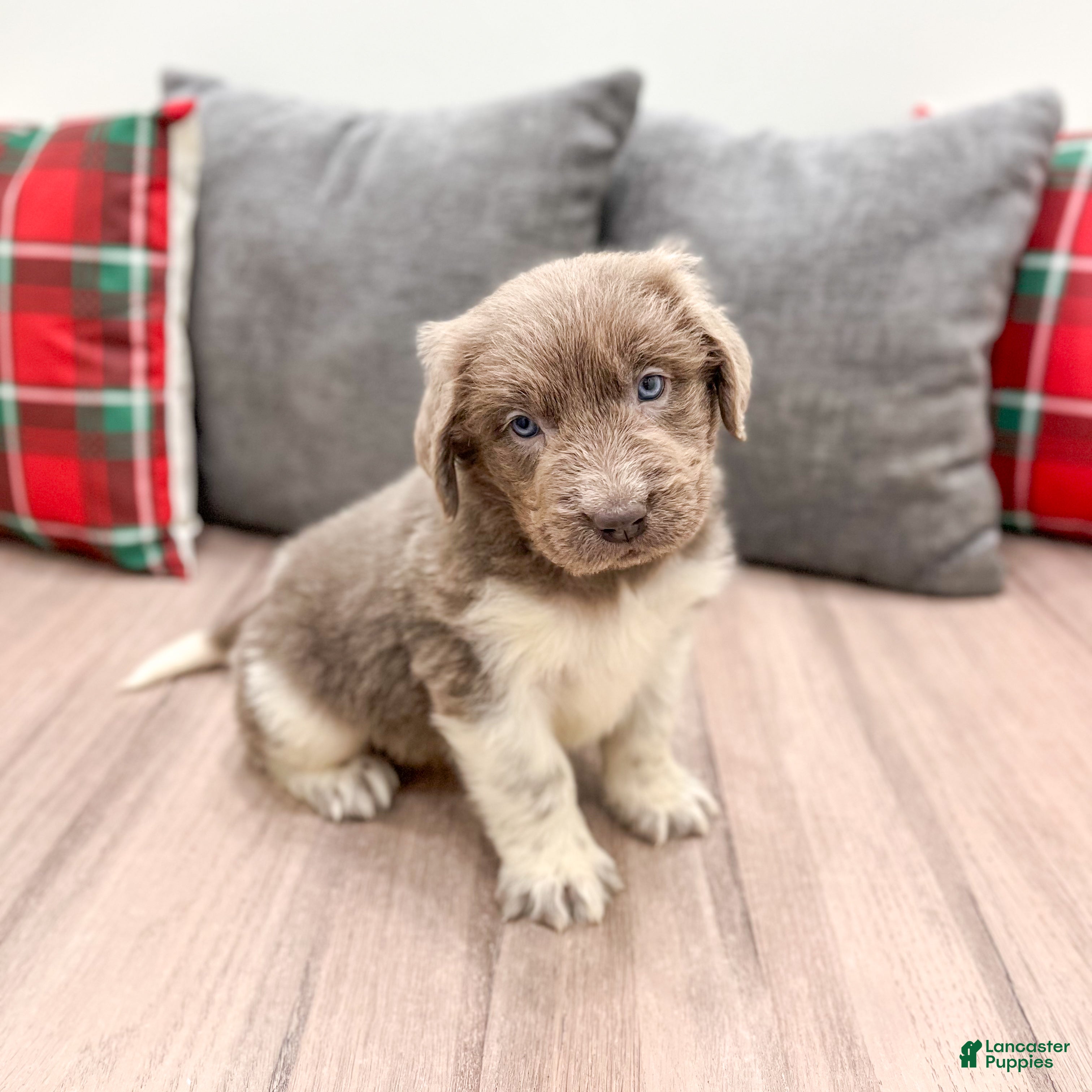 Newfoundland dogs Rose - Ad 31