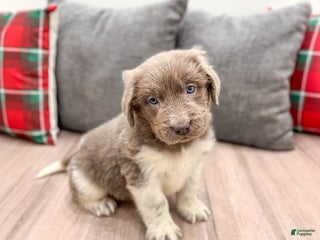 Newfoundland dogs Rose - Ad 12