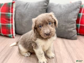 Newfoundland dogs Rose - Ad 41