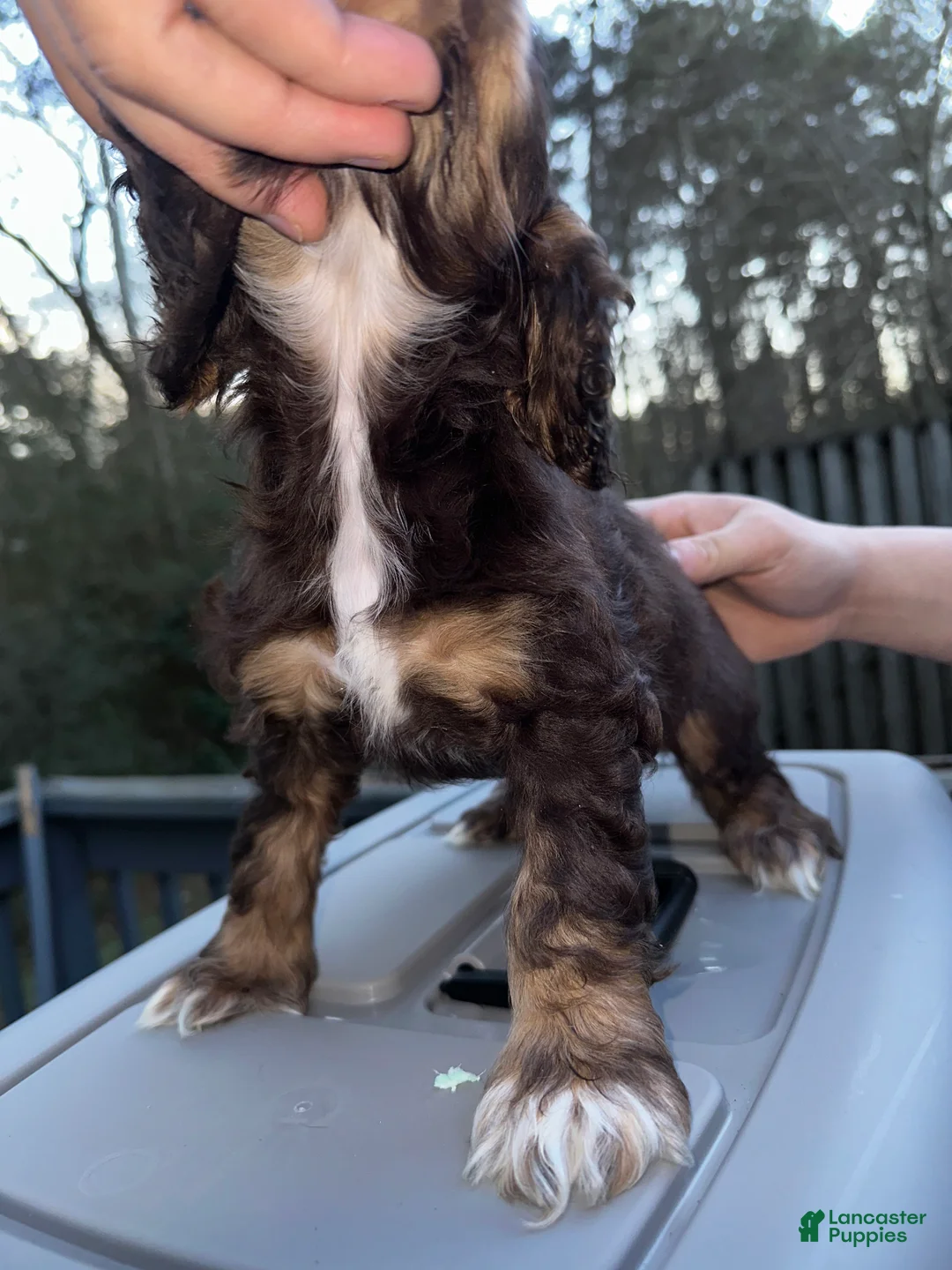 Cocker Spaniel dogs for sale: Socks  - Ad 3