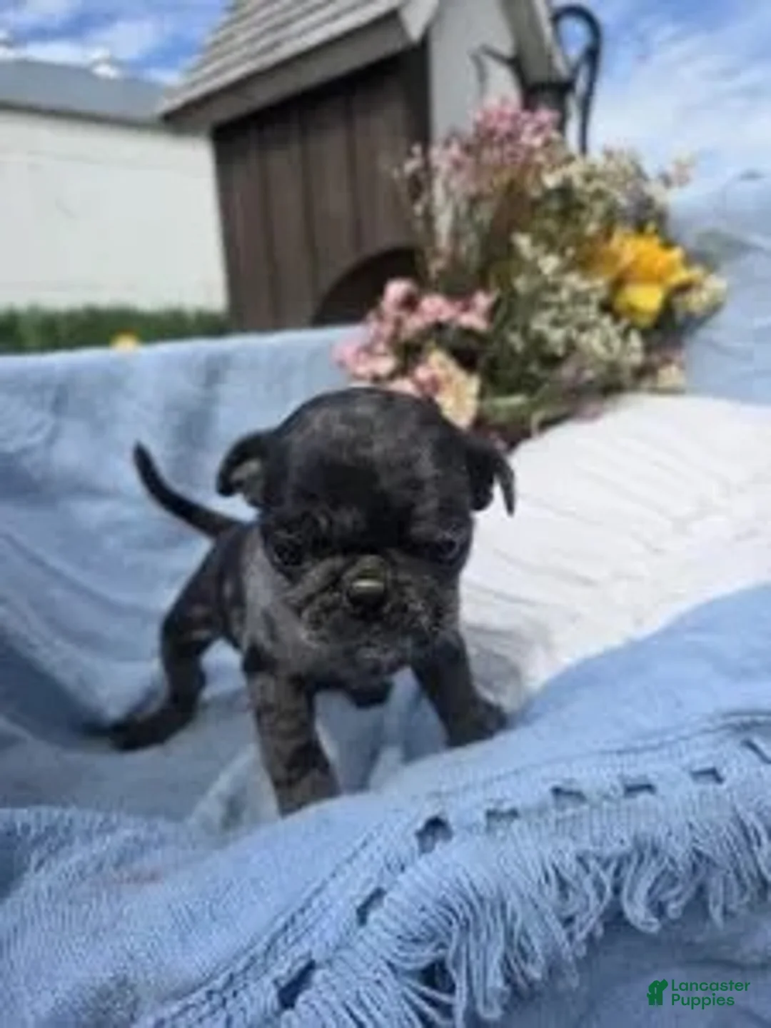 Pug dogs for sale: Pug Puppy 1 - Ad 4