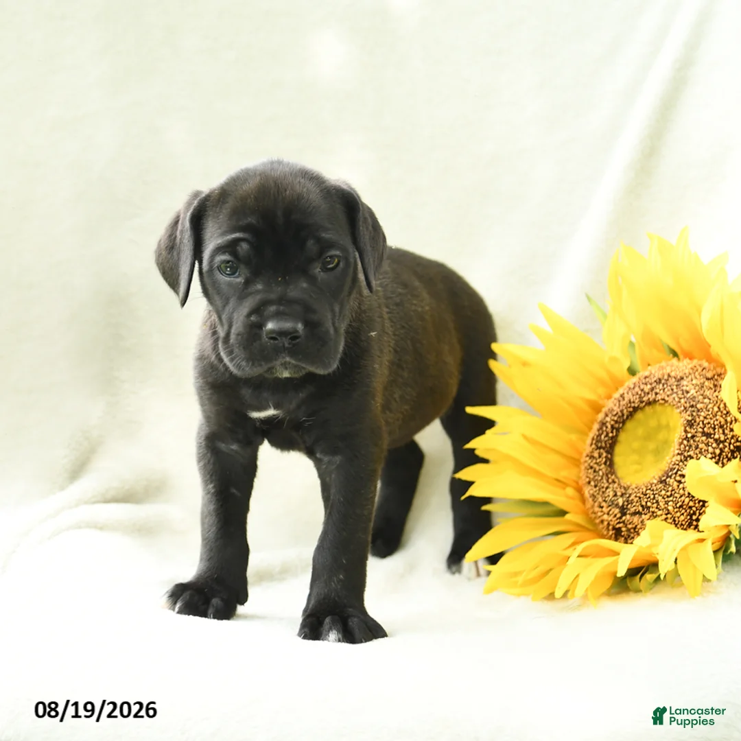 Cane Corso dogs for sale: Bella   - Ad 2