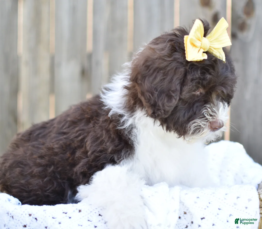 Portuguese Water Dog dogs for sale: Lucy - Ad 2