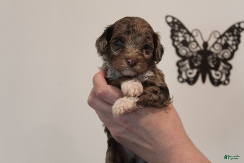 Mixed Breed dogs Male Mini Poodle - Ad 2