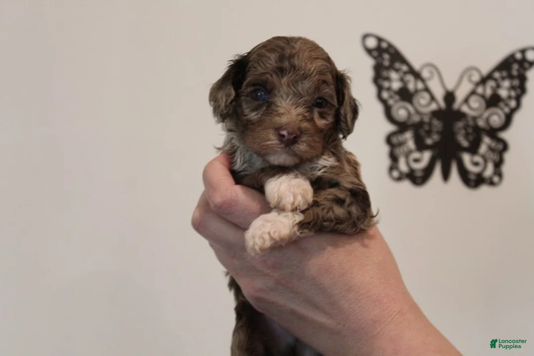 Mixed Breed dogs for sale: Male Mini Poodle - Ad 2