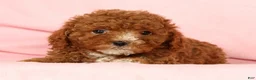 Cavapoo dogs for sale: Harper - Ad 6