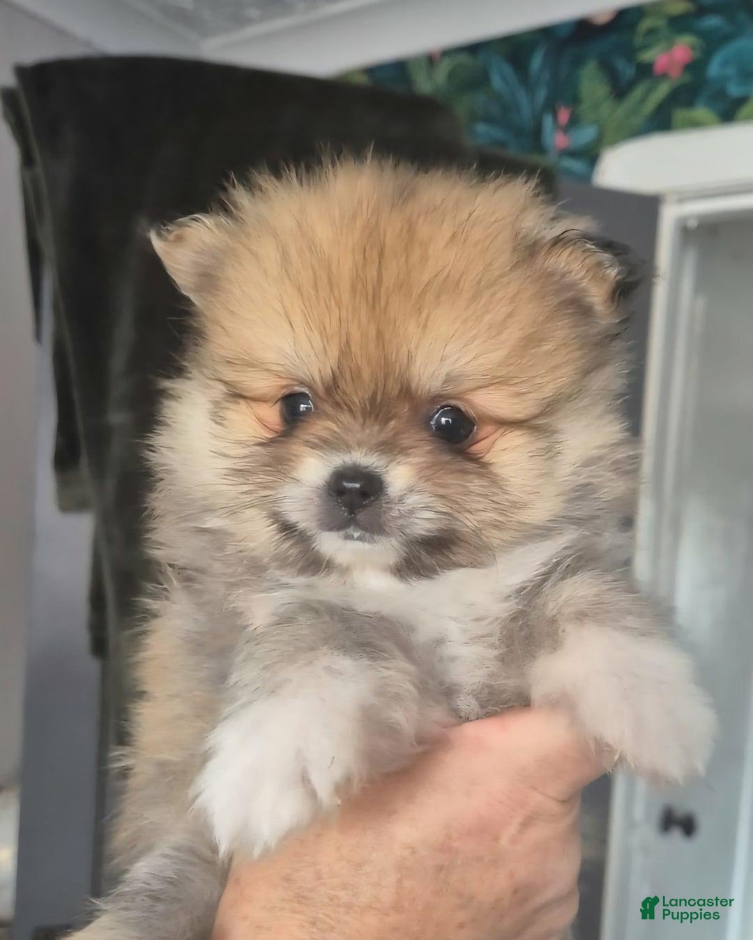Pomeranian dogs for sale: Naya - Ad 13