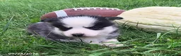 Pomsky dogs for sale: Splotch - Ad 1