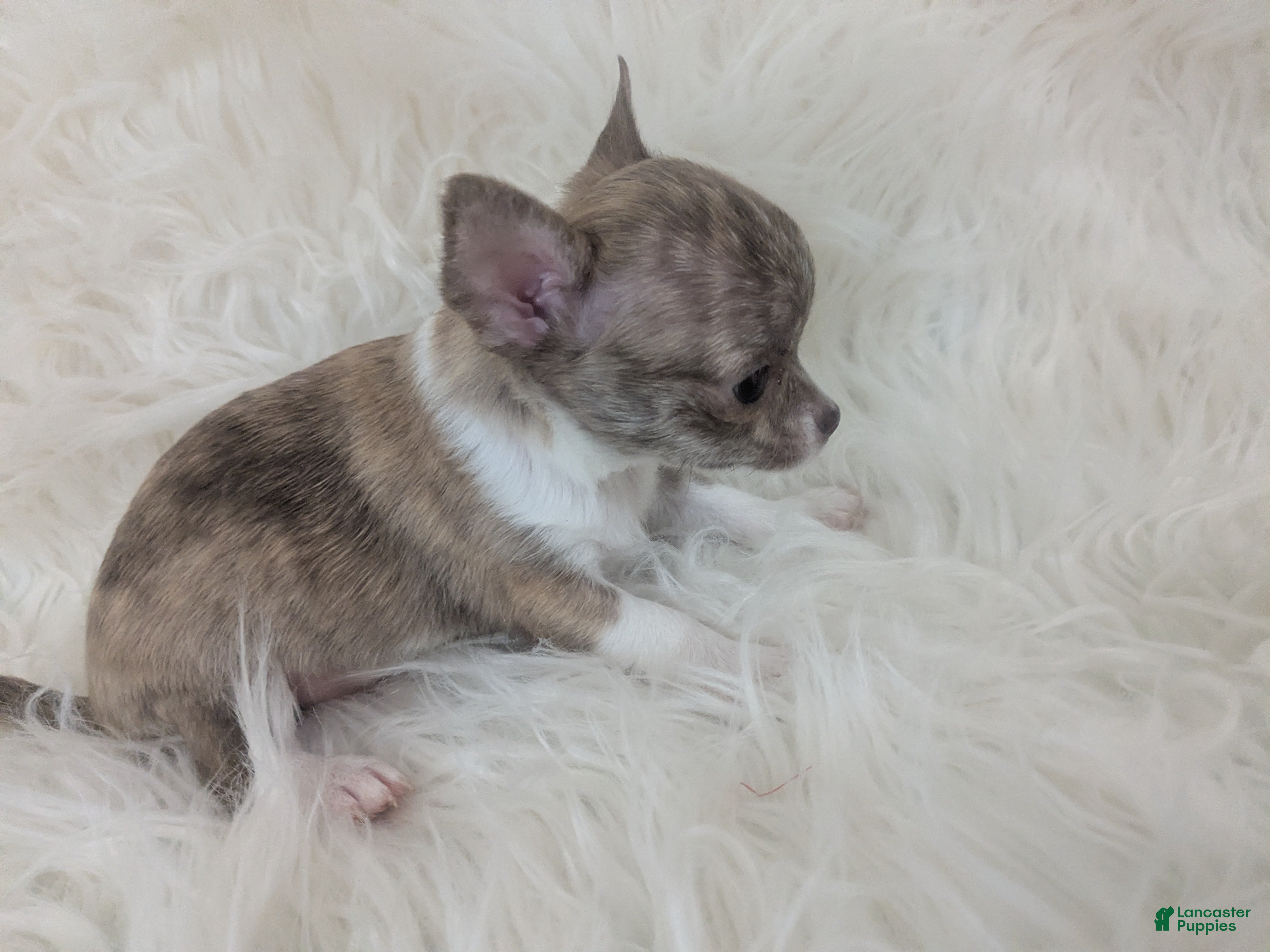 Chihuahua dogs Smooth Coat Tiny Teacup Cookie  - Ad 4