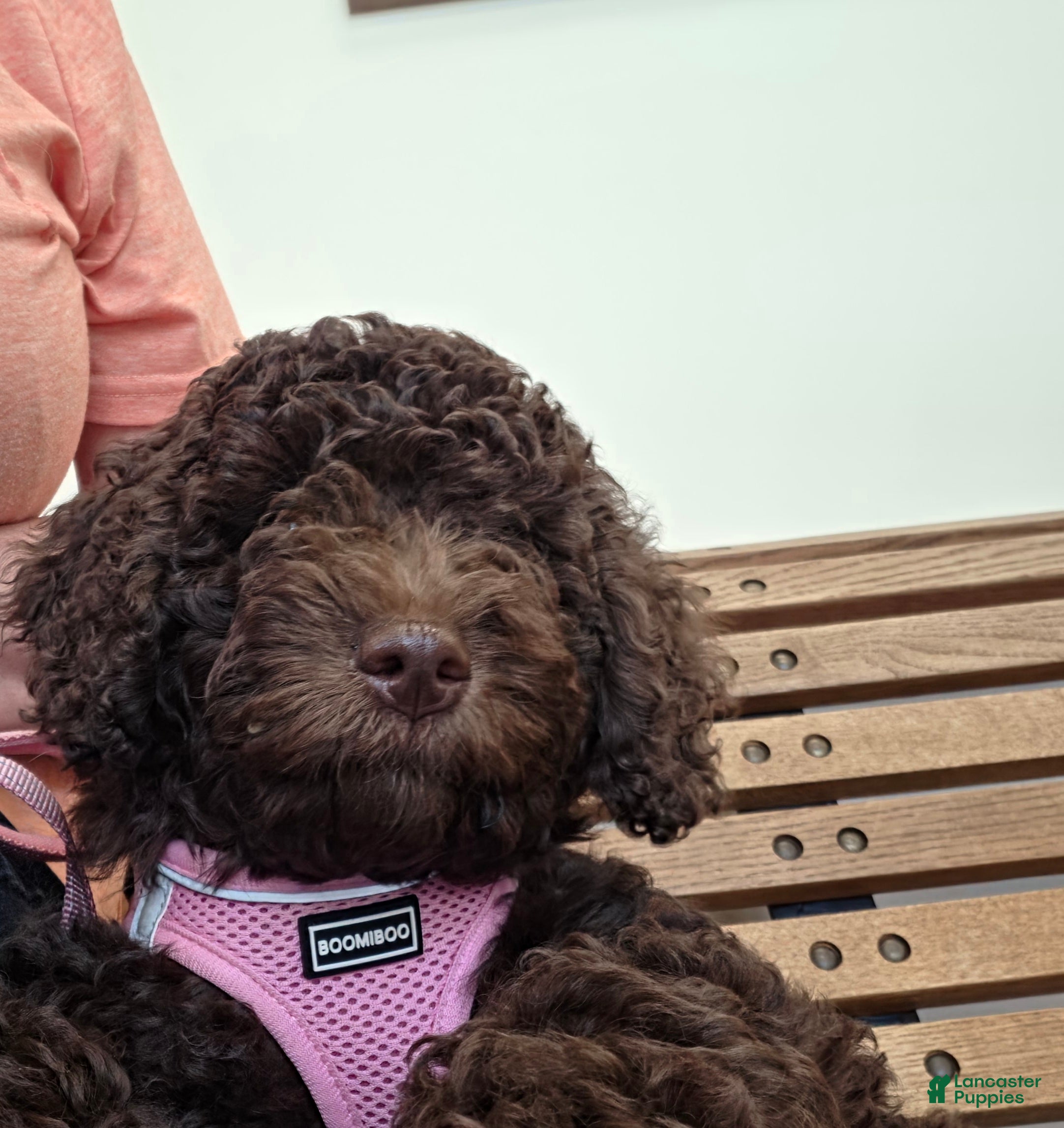 Miniature Poodle dogs Claire **Available Now** - Ad 11