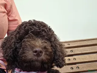 Miniature Poodle dogs Claire **Available Now** - Ad 11