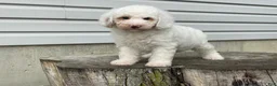 Miniature Poodle dogs for sale: Daxton Miniature Poodle  - Ad 9