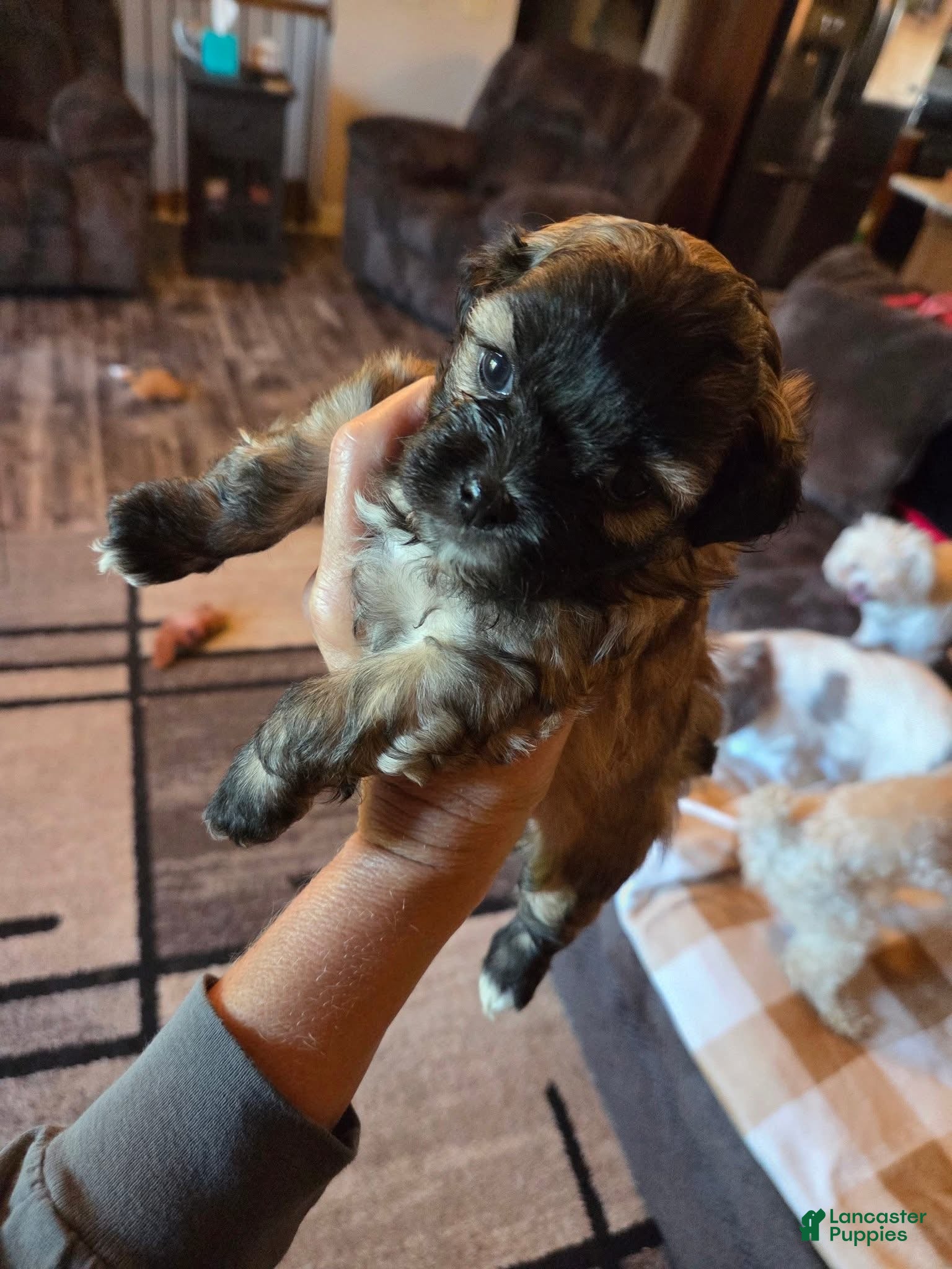 Shihpoo dogs Shihpoo Puppy 2 female - Ad 23