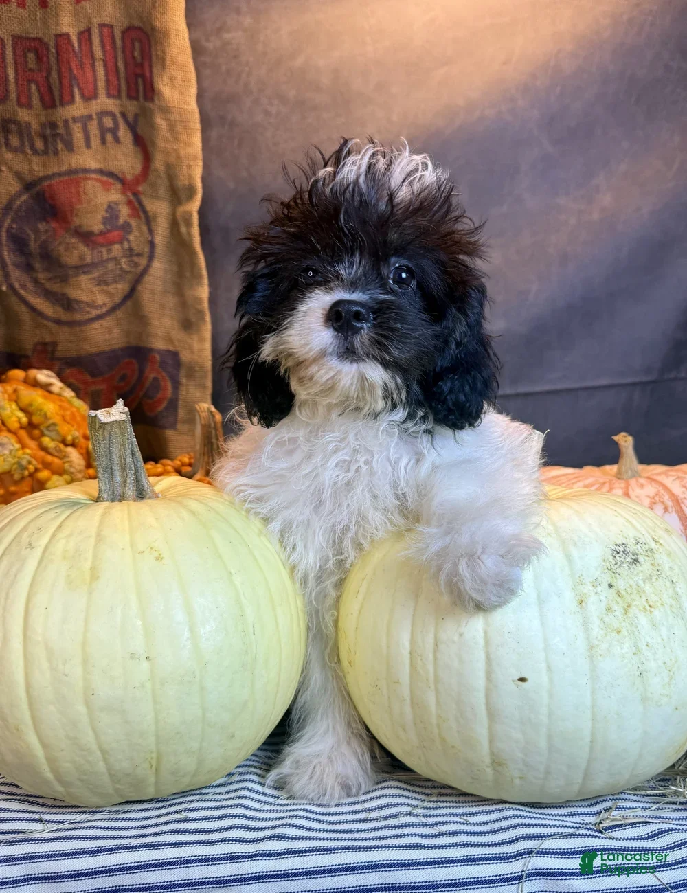 Cavapoo dogs for sale: Patches - Ad 2