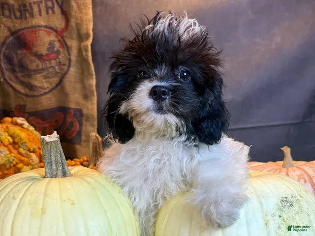 Cavapoo dogs for sale: Patches - Ad 2