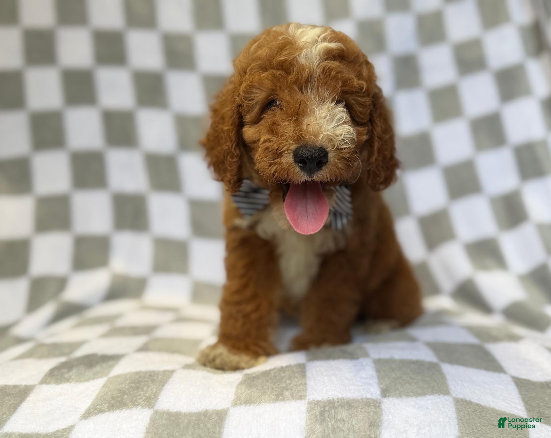 Mini Goldendoodle dogs Cosmo - Ad 14