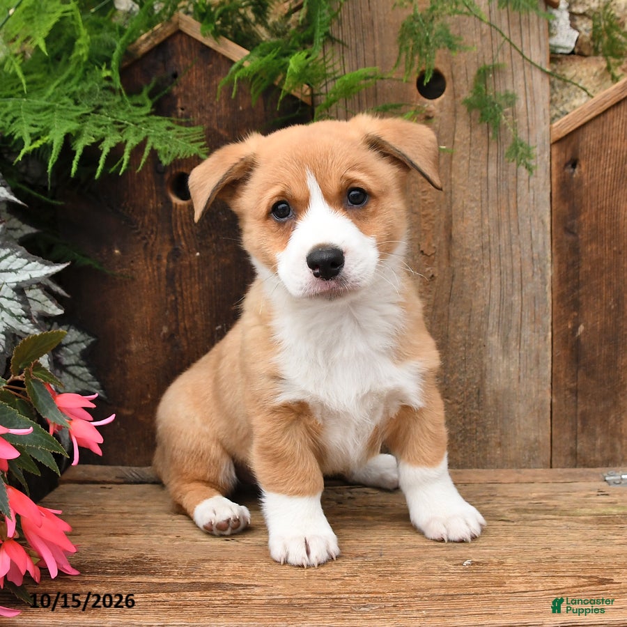 Mixed Breed dogs for sale: Bradley - Ad 2