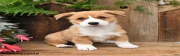 Mixed Breed dogs for sale: Bradley - Ad 2