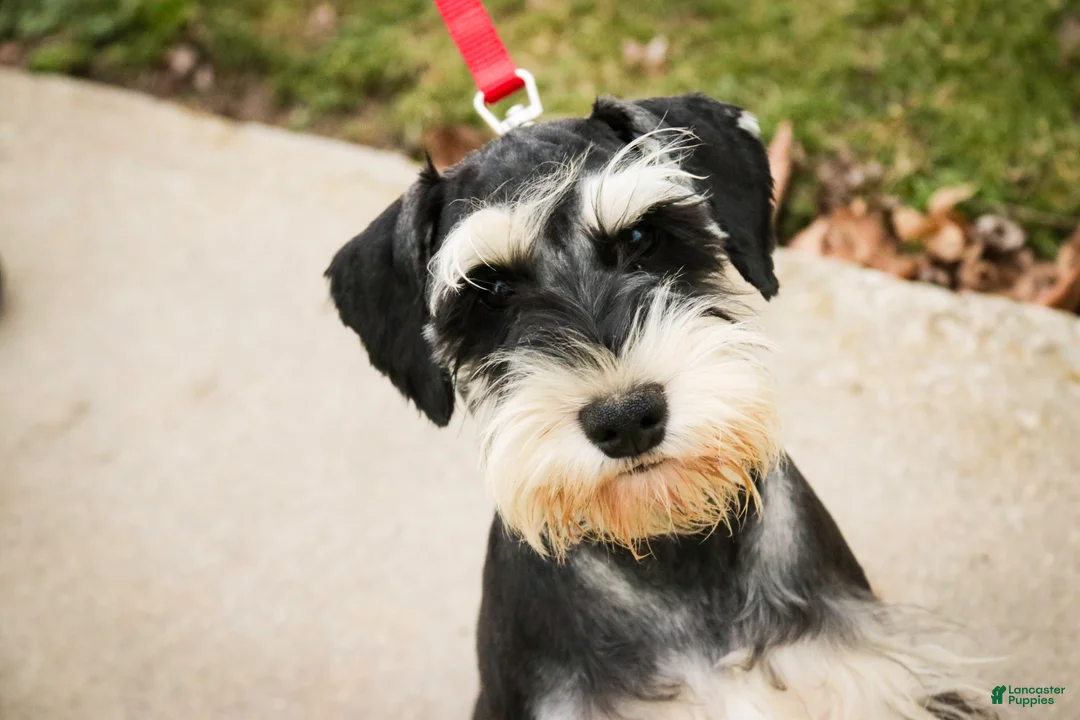 Miniature Schnauzer dogs for sale: Frederic - Ad 4