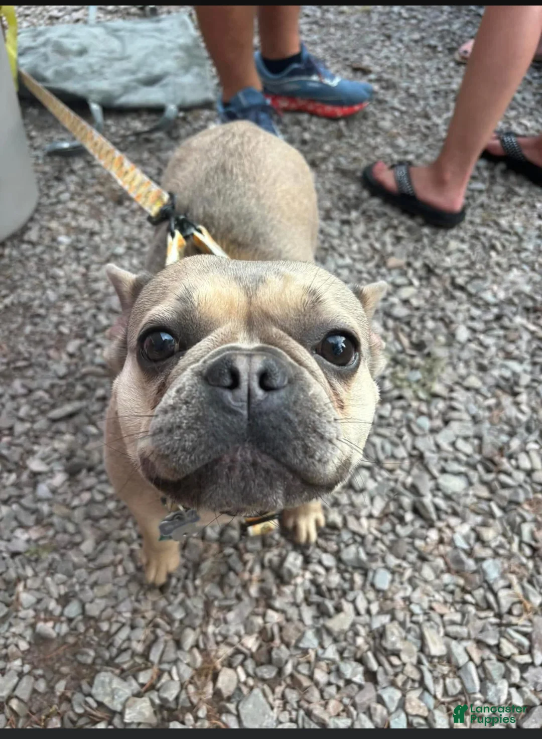 French Bulldog dogs for sale: French Bulldog Puppy 1 - Ad 2