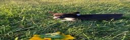 Corgipoo dogs for sale: Tami  - Ad 3